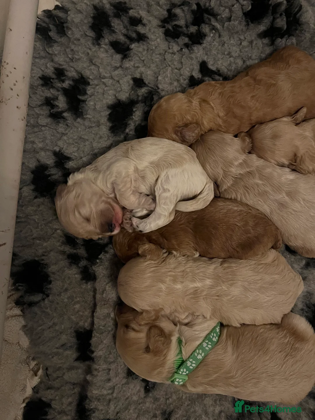 Cockapoo dogs for sale: ONLY TWO GIRLS LEFT BEAUTIFUL LITTER OF COCKAPOO  - Advert 10