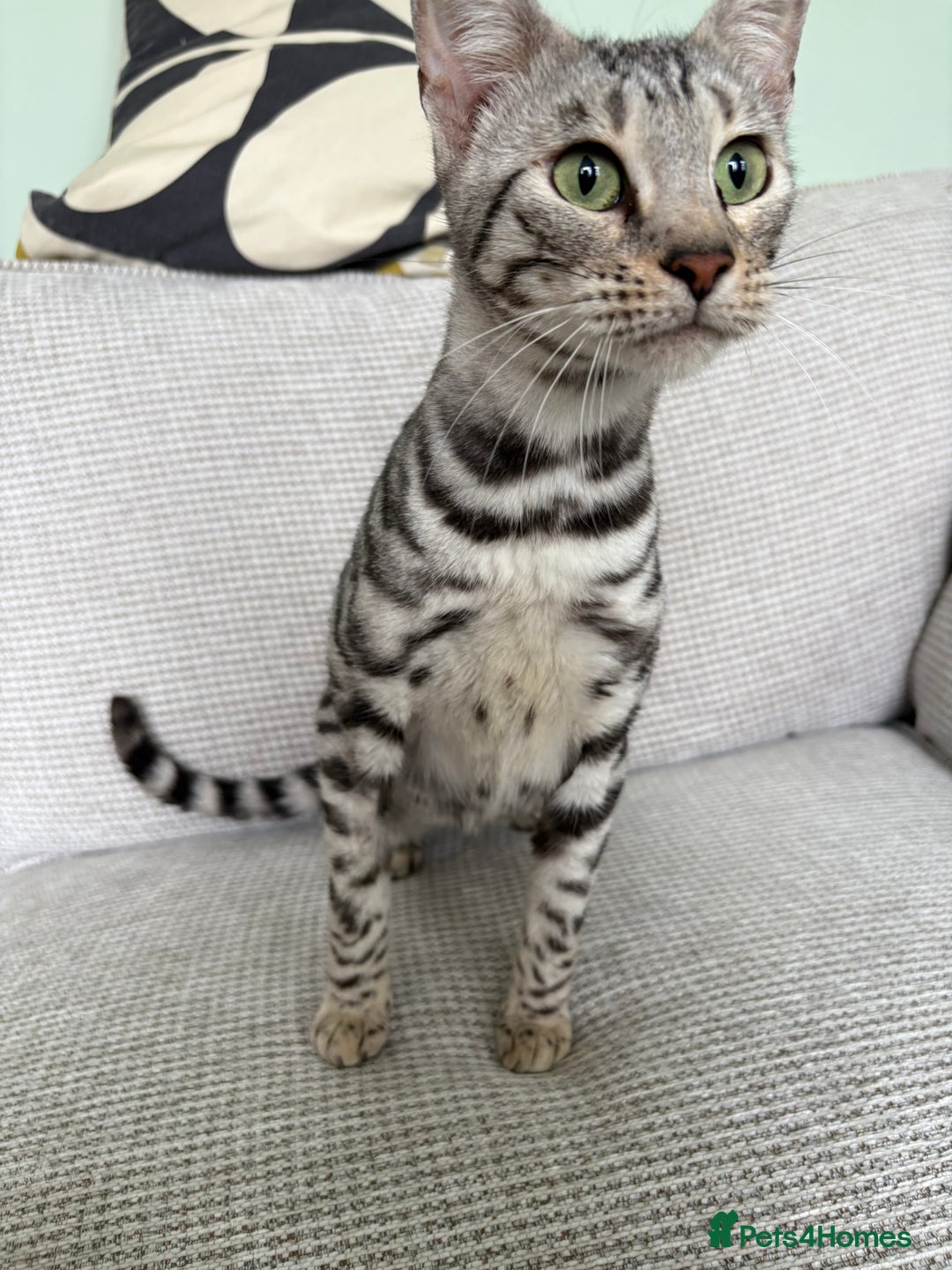 Toyger cats for sale: Superb rare silver Toyger girl  - Image 14