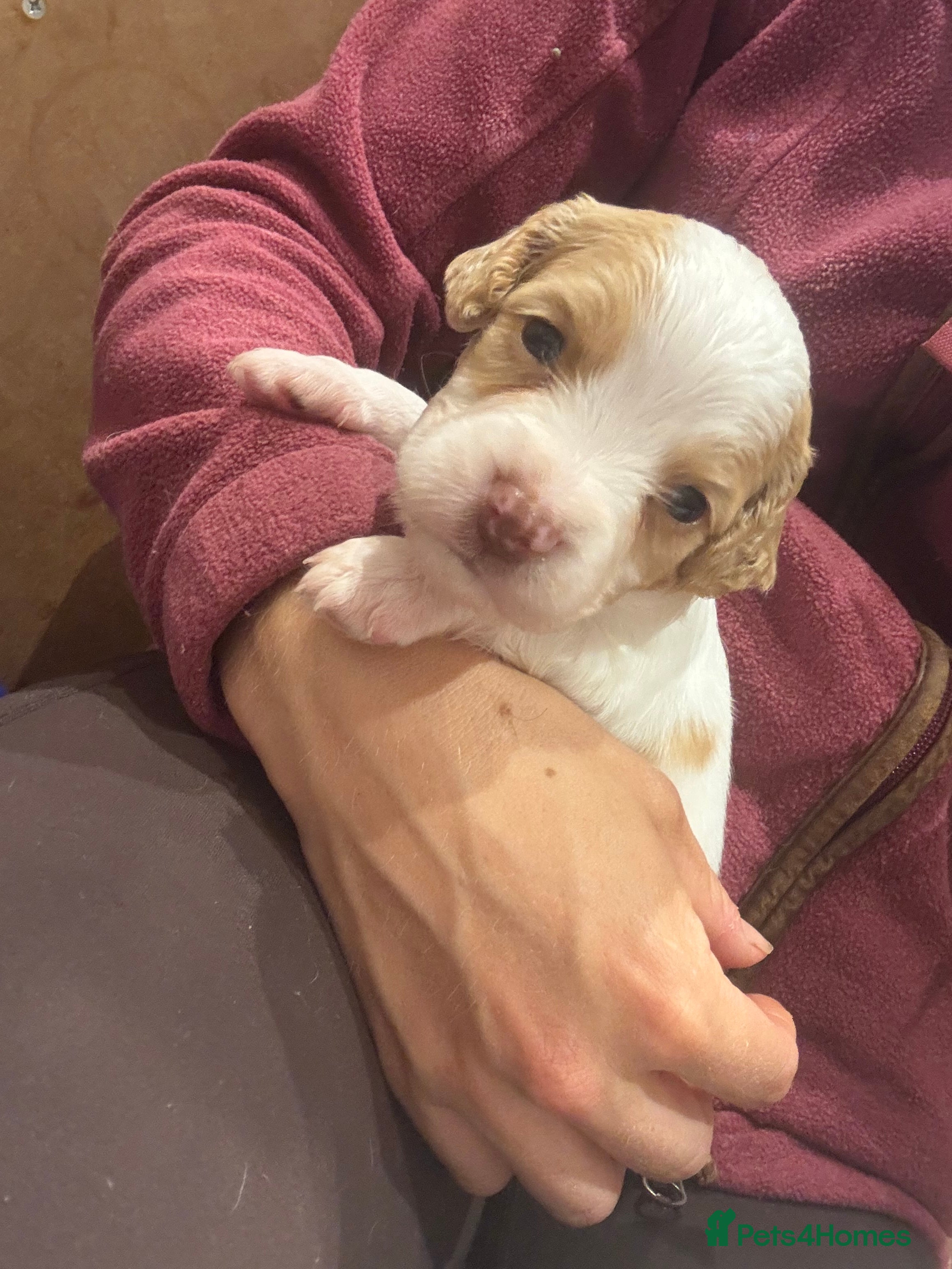 Sprocker dogs Gorgeous Sprocker Spaniel Puppies - Advert 2
