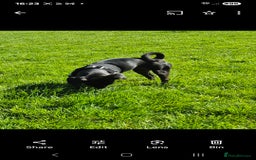 Patterdale Terrier dogs for sale: A nervous patterdale girl who needs your help ASAP - Image 1