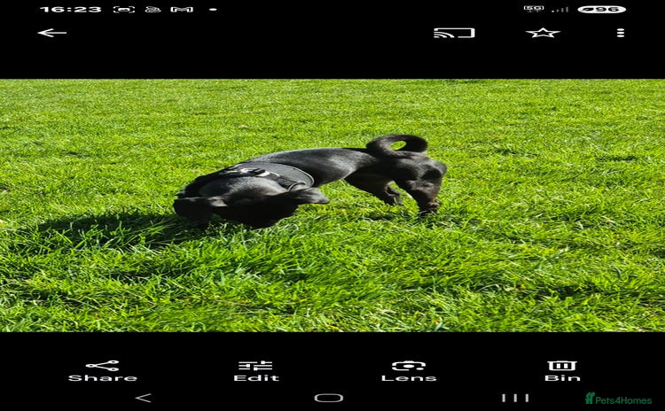 Patterdale Terrier dogs - Advert 5
