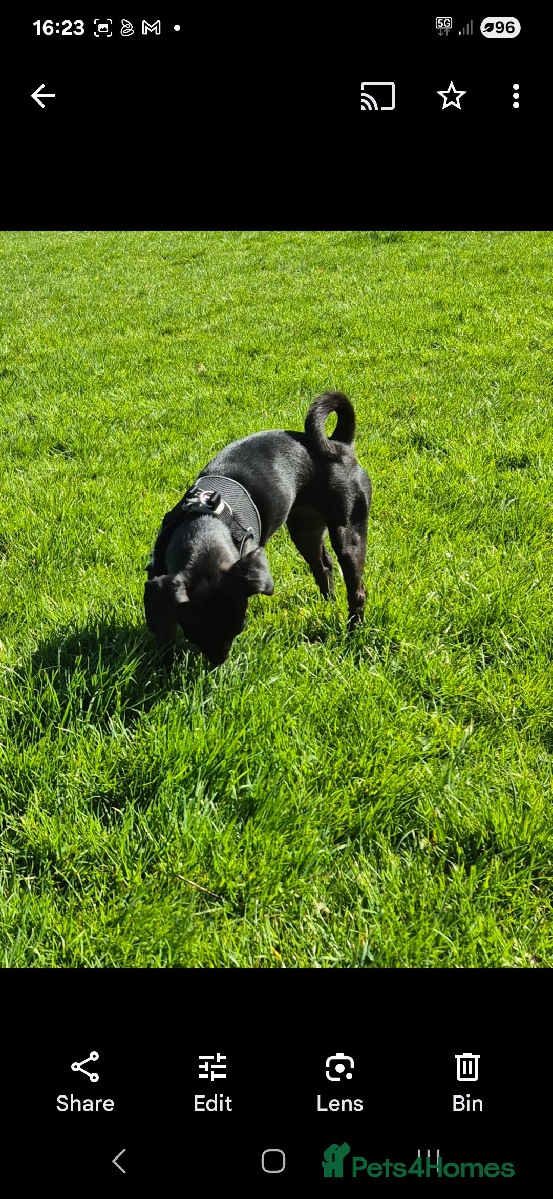 Patterdale Terrier dogs for sale: A nervous patterdale girl who needs your help ASAP - Image 1