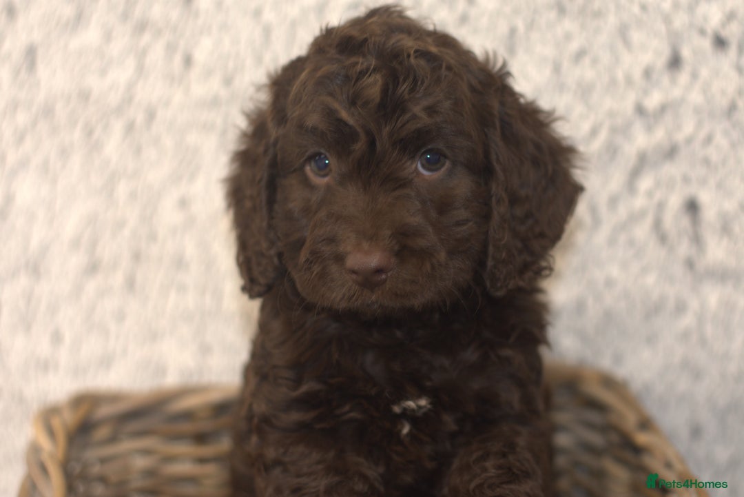 Cockapoo dogs for sale: Adorable Cockapoo Puppies – Ready This Friday 18th - Image 3