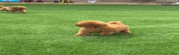 Toy Poodle dogs for sale: Toy poodle puppies - Advert 18