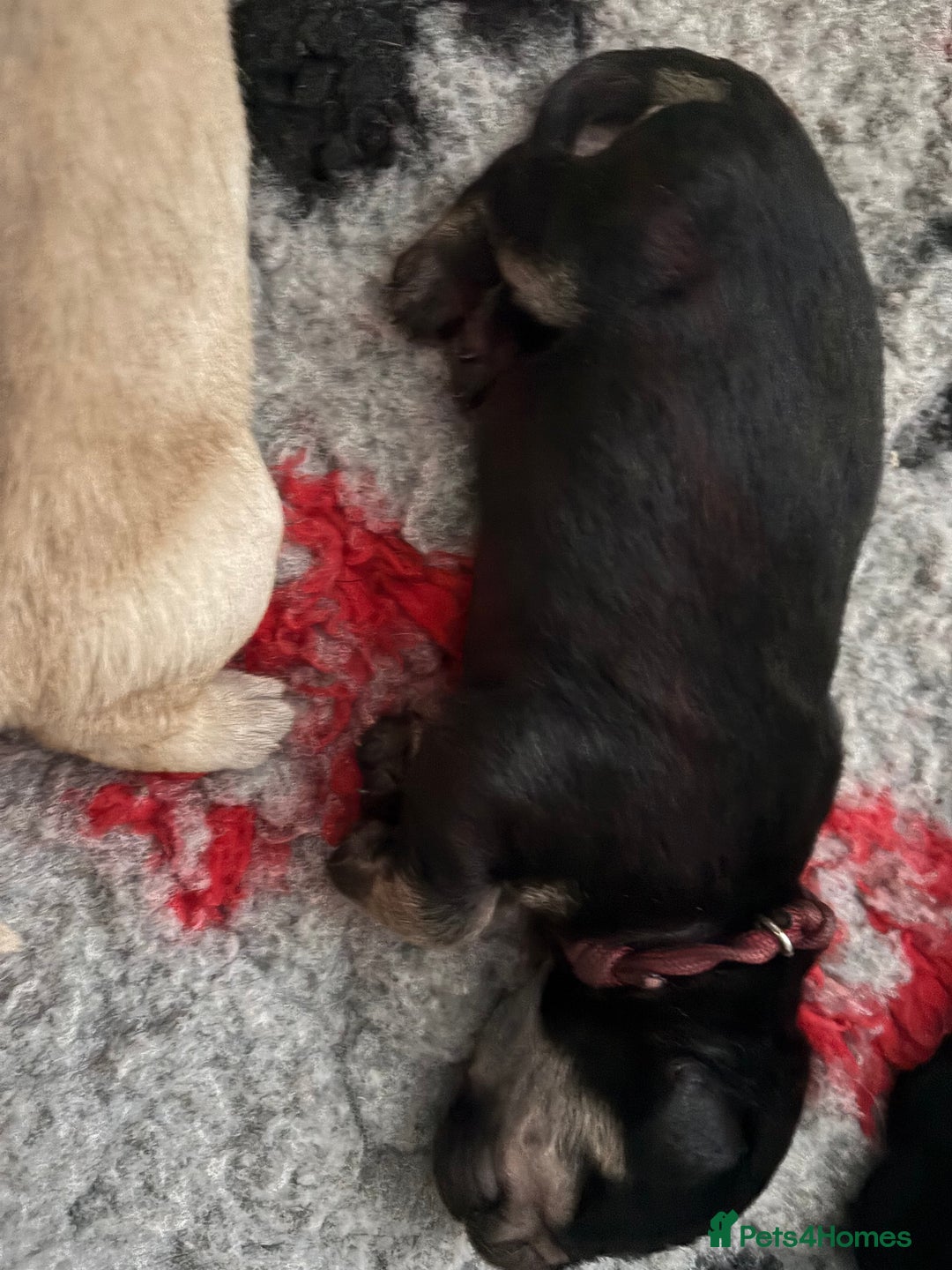 Mixed Breed dogs for sale: Stunning lab/rottie x golden retriever puppies e - Advert 6