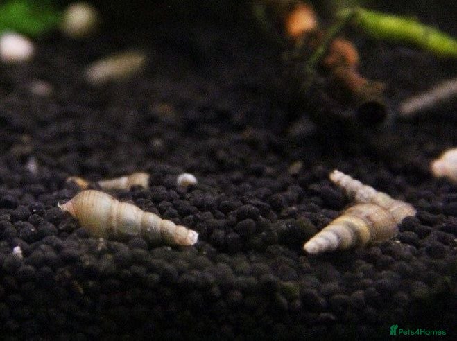Snails invertebrates Malaysian Trumpet Snails, x30 for 10 - Advert 18