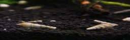 Snails invertebrates for sale: Malaysian Trumpet Snails, x30 for 10 - Advert 1