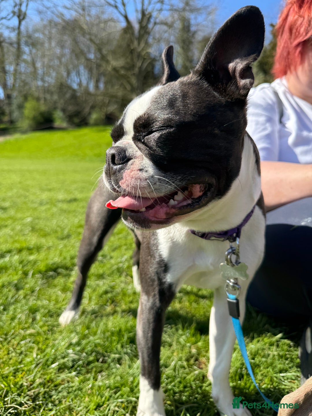 Boston Terrier dogs for sale: Beautiful Boston Terrier Puppies for Loving Homes - Image 29