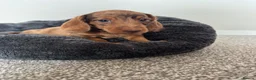Miniature Dachshund dogs for sale: Miniature dachshund  - Advert 7