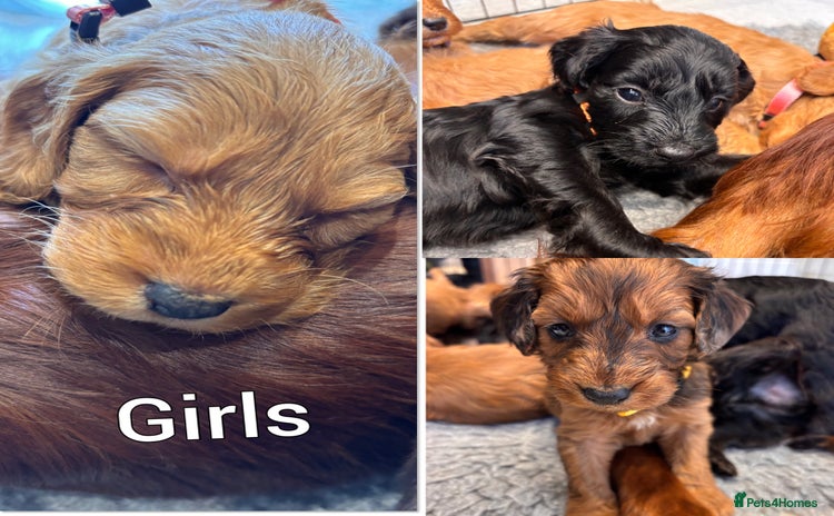 Irish Doodle dogs - Advert 1