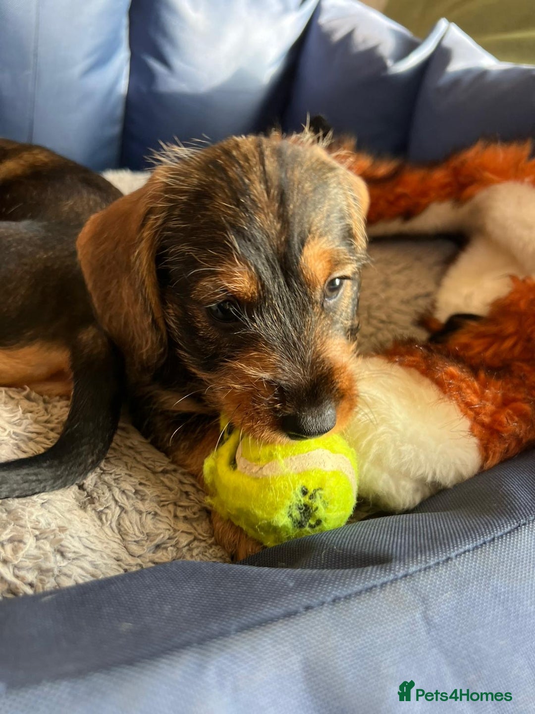Dachshund dogs for sale: KC Standard Wirehaired Dachshund Puppies - Advert 11