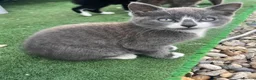 Mixed Breed cats for sale: Kittens for Sale - Advert 8