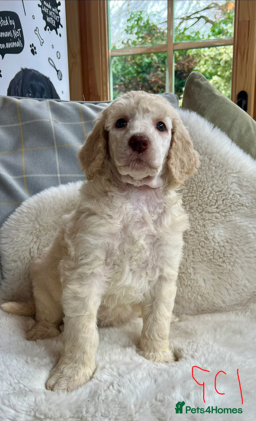 Standard Poodle dogs for sale: Stunning KC reg standard poodles  - Advert 7