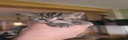 British Shorthair cats for sale: Golden Tabby British shorthair - Advert 7