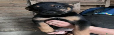 Huntaway Puppy 6