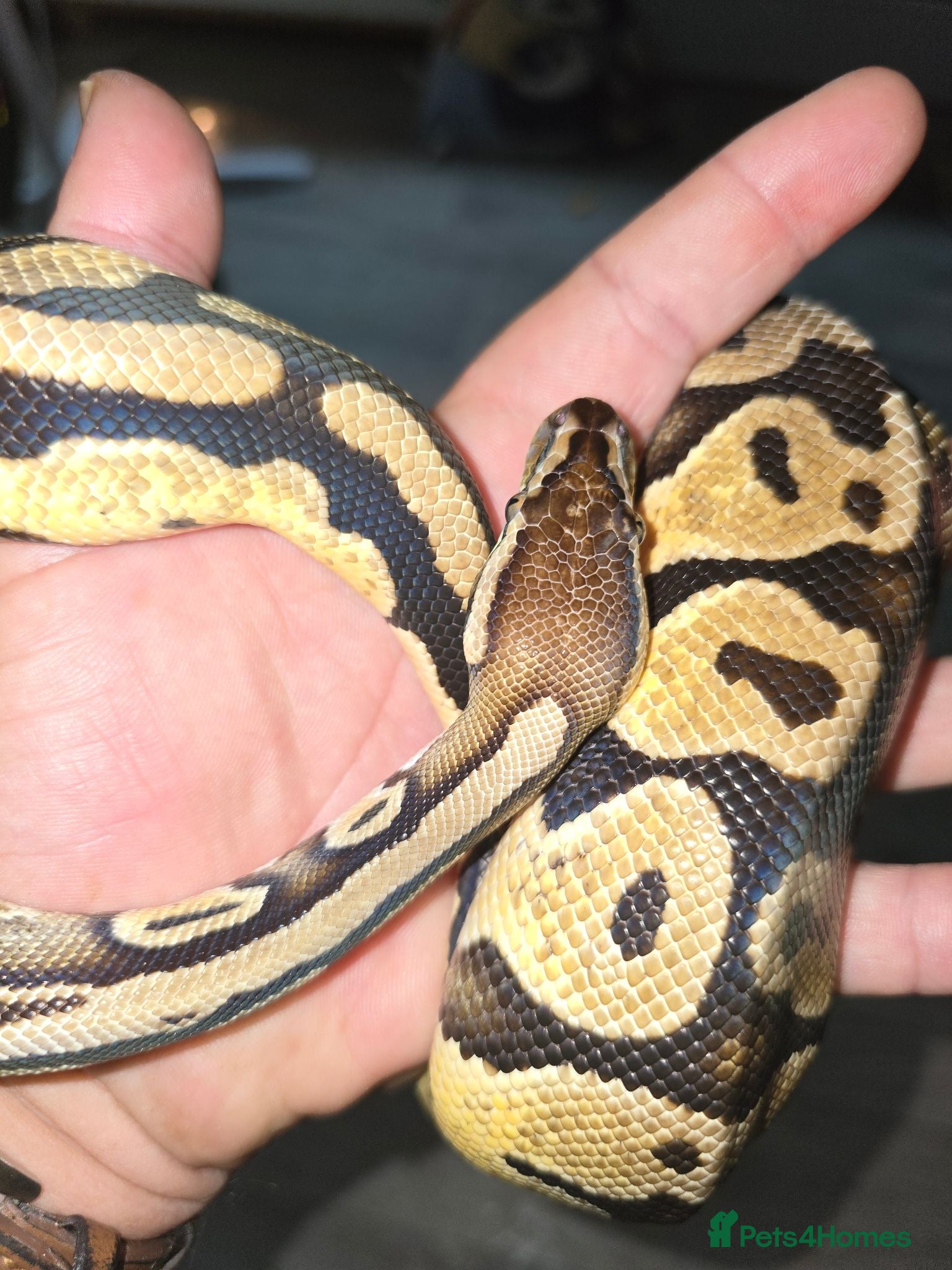 Boa Snake reptiles Male royal python for sale - Advert 2