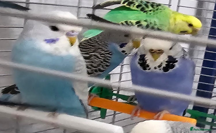 Budgerigars birds - Advert 2