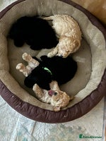 Miniature Poodle dogs Gorgeous miniature poodle pups - Advert 10