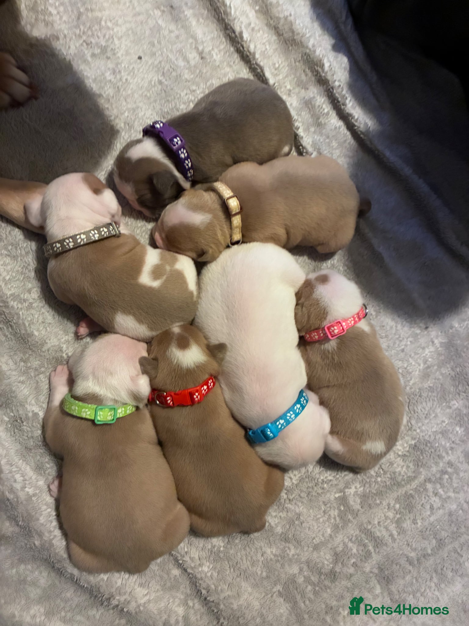 Mixed Breed dogs Olde English bulldog cross puppies - Advert 12