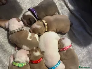 Mixed Breed dogs Olde English bulldog cross puppies - Advert 2