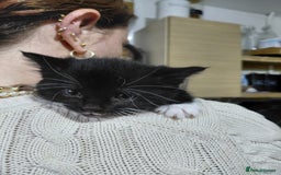 Mixed Breed cats for sale: 4 sweet ghost tabby tuxedo kittens - Image 6