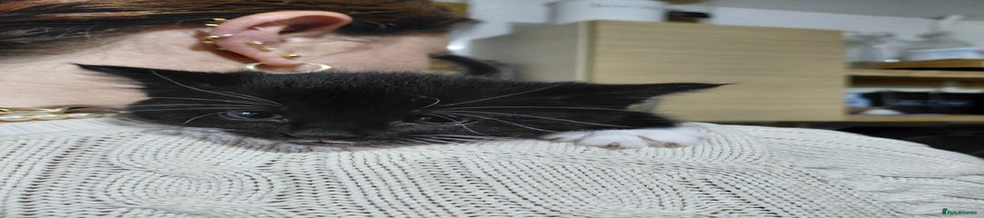 Mixed Breed Kitten 4