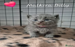 British Shorthair cats for sale: Stunning Champion Bloodline TICA reg kittens - Image 1