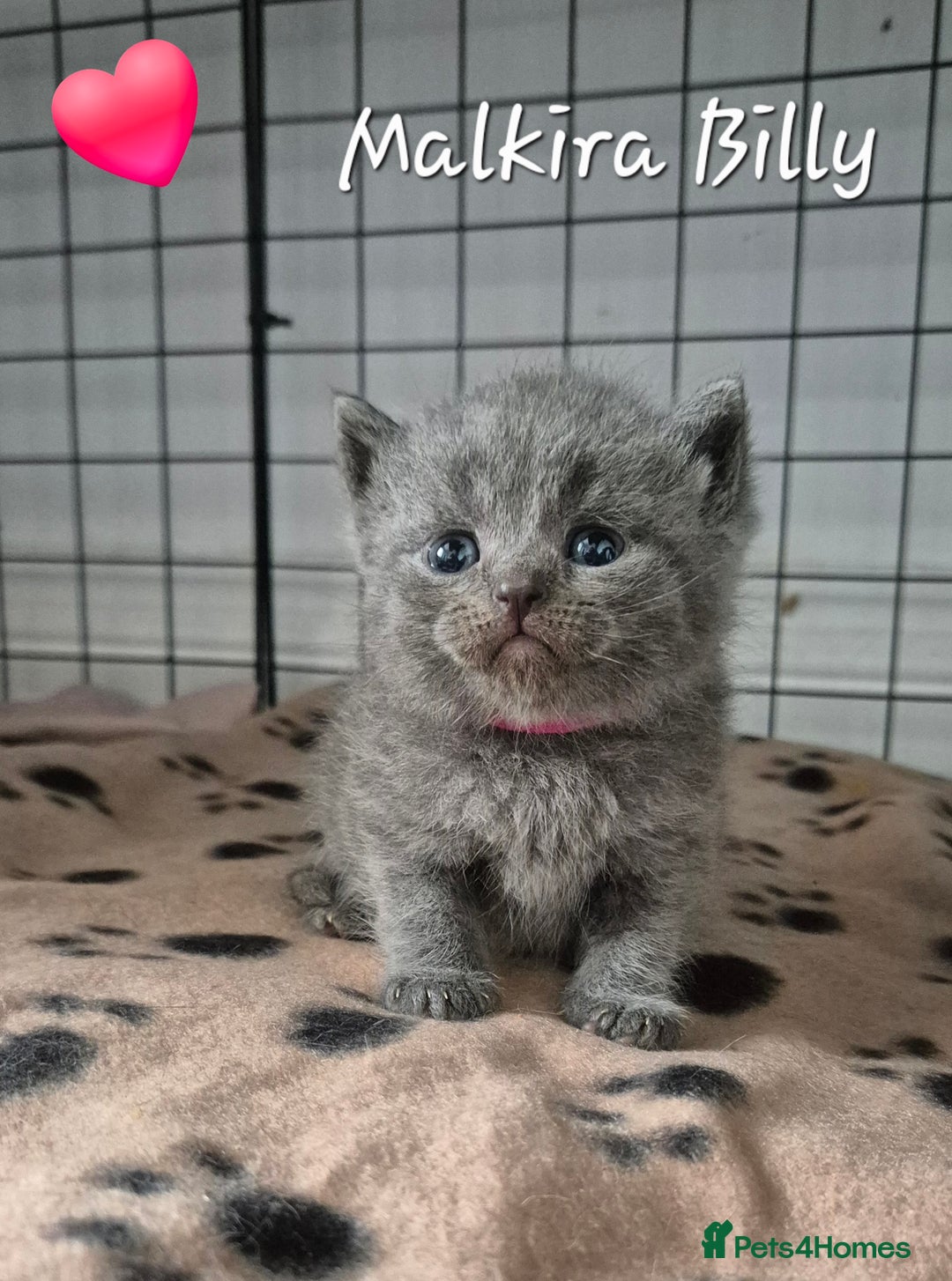 British Shorthair cats for sale: Stunning Champion Bloodline TICA reg kittens - Image 1