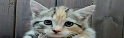 Siberian cats for sale: Gorgeous Part Siberian kittens  - Advert 4
