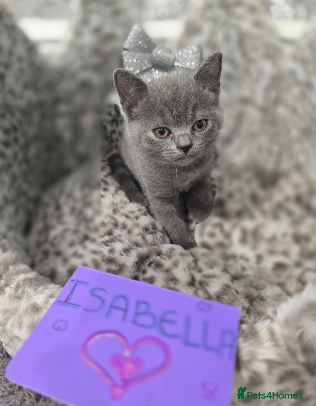 British Shorthair cats for sale: 🩷💜Beautiful British shorthair kittens 💜🩷 - Advert 15