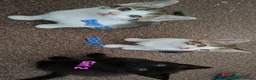 Mixed Breed cats for sale: 5 Lovely kittens looking for a home!! - Advert 5