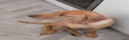 Labrador Retriever dogs for sale: Beautiful 5 month Labrador Puppy for Loving Home in Brentwood - Advert 3
