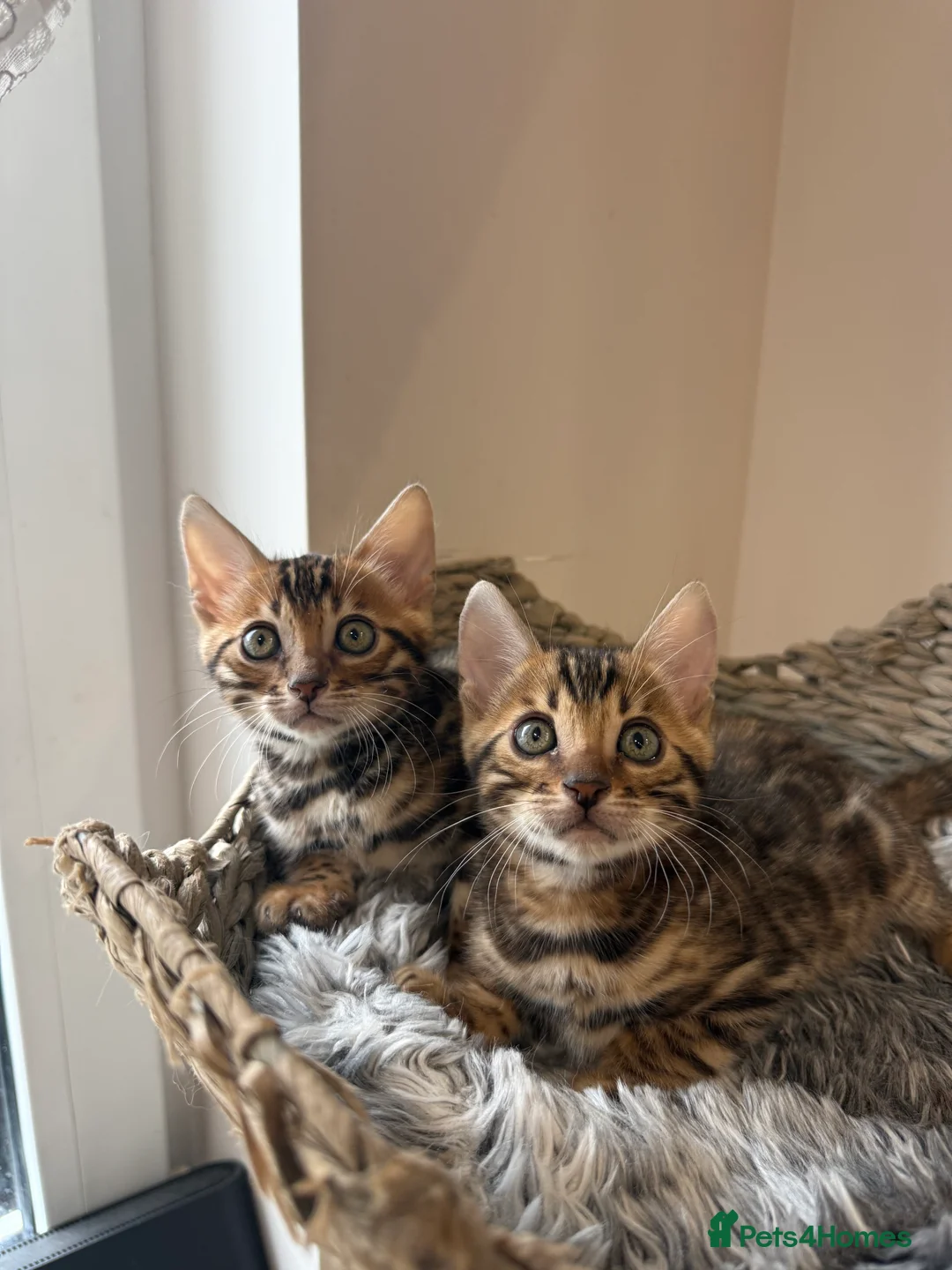 Bengal cats for sale: 🐆Adorable pedigree bengal kittens 🐆 - Advert 1