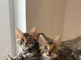 Bengal cats 🐆Adorable pedigree bengal kittens 🐆 - Advert 1