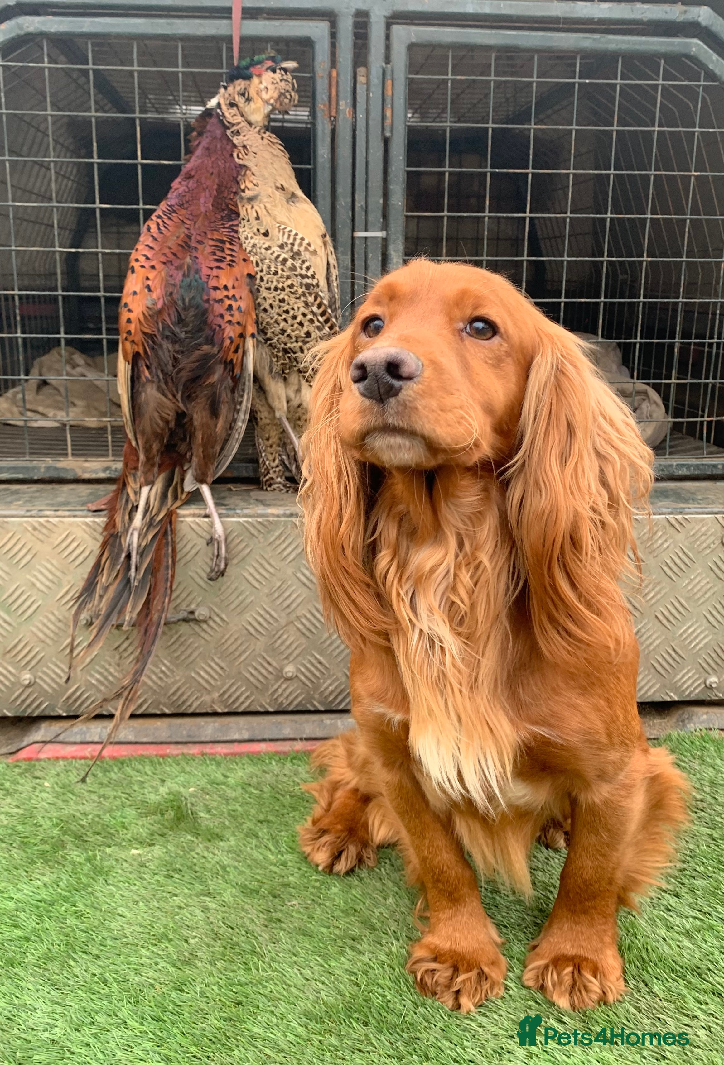 Cocker Spaniel dogs Working cocker spaniel for stud  - Advert 4