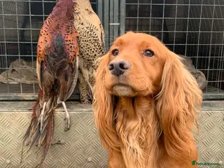 Cocker Spaniel dogs Working cocker spaniel for stud - Advert 4