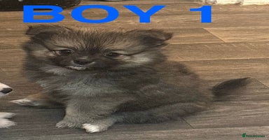 Pomchi dogs - Advert 16