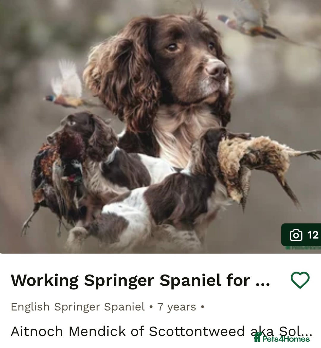 Sprollie dogs for sale: Sprollie  - Advert 20