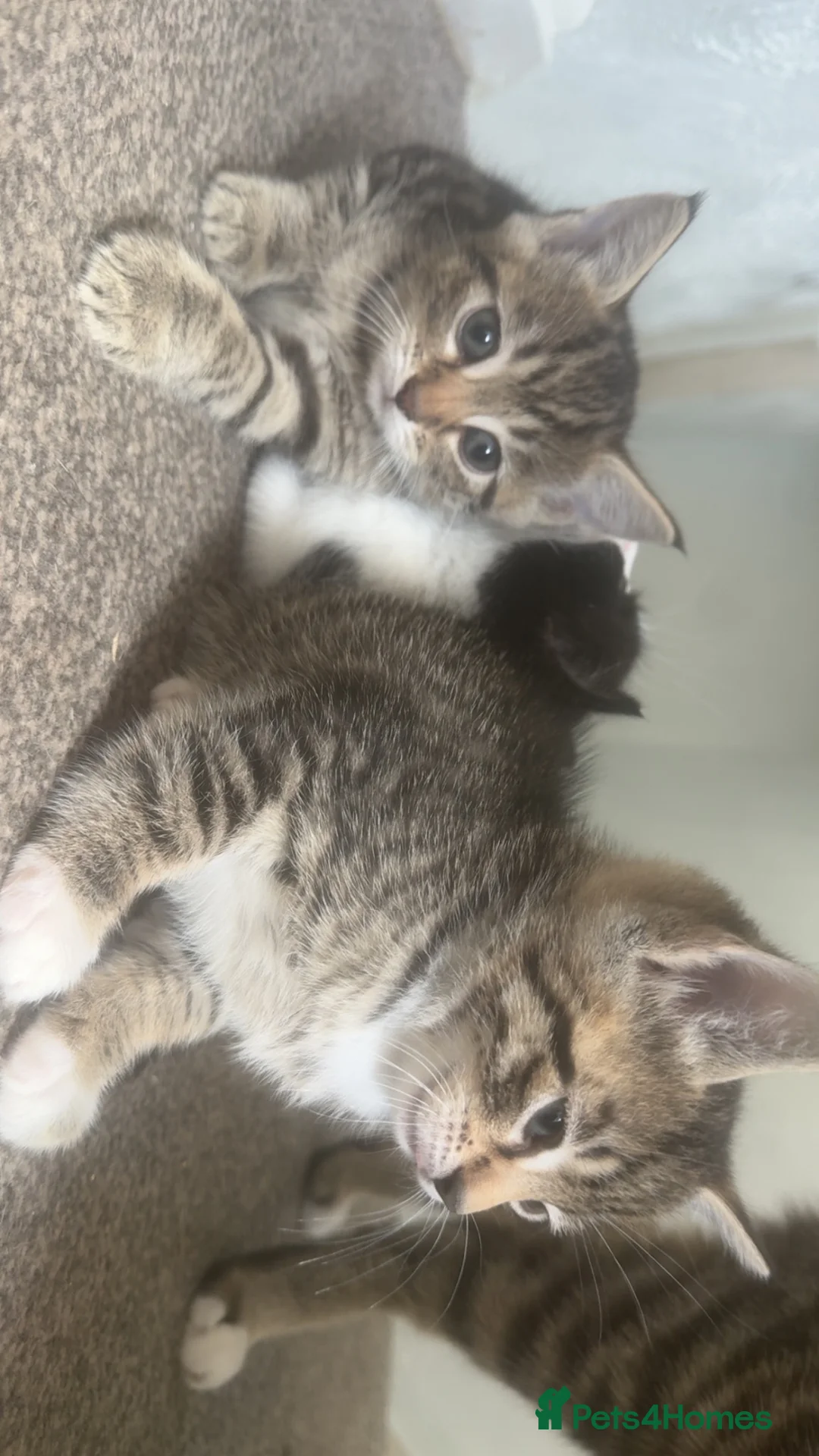 British Shorthair cats for sale: 2 female kittens ready to go to loving homes  in Southampton - Advert 2