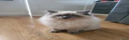 Ragdoll cats for sale: Pusia, Zorro, Kojak - Advert 6
