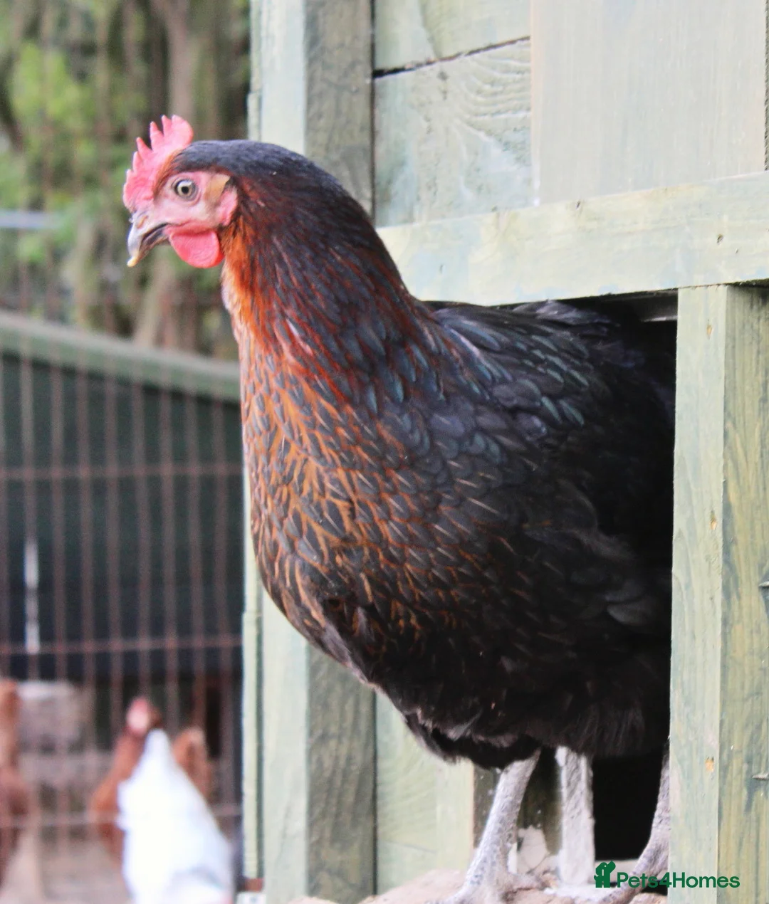 Chickens poultry for sale: Easter Egger Hens - Advert 2