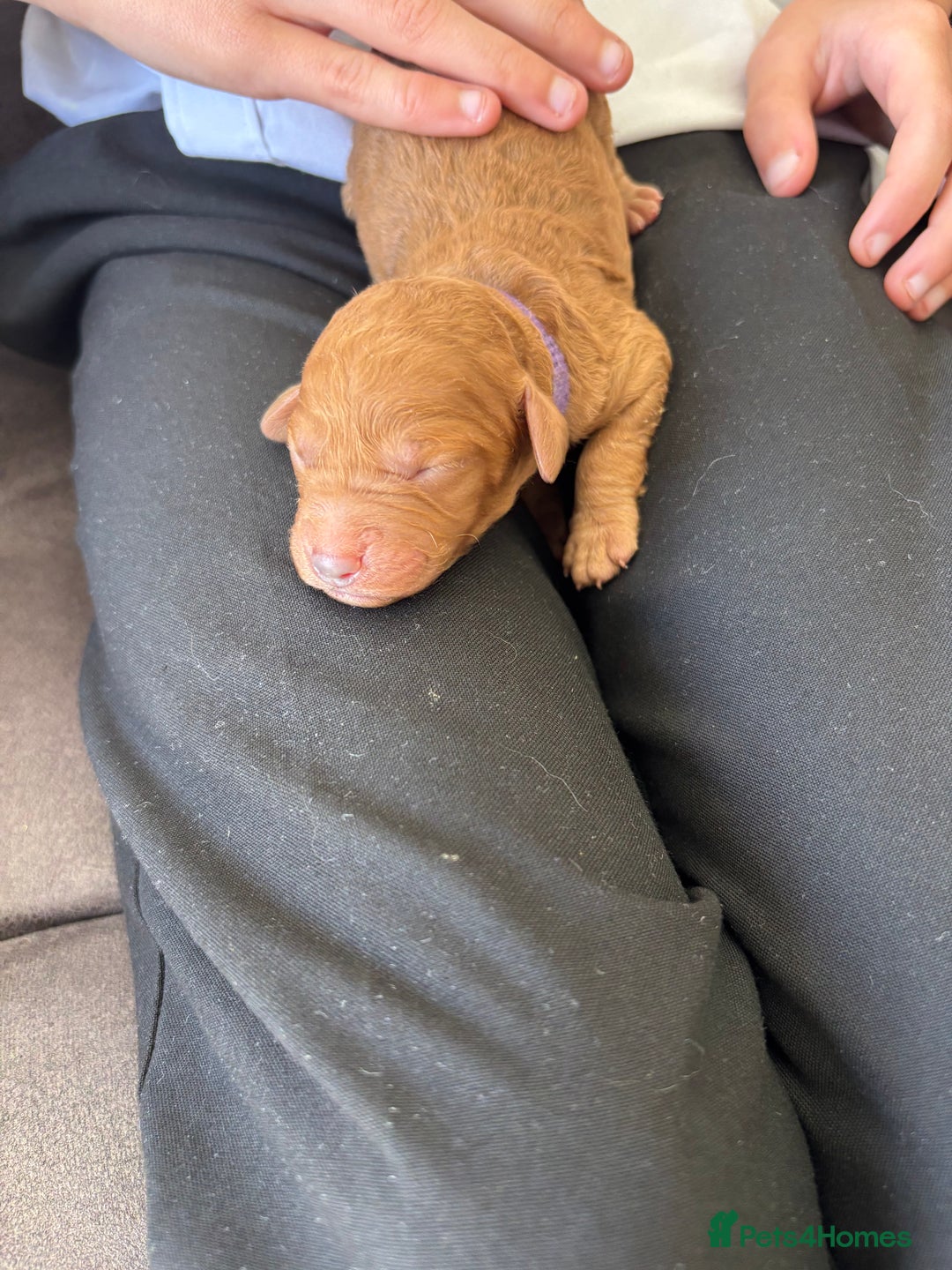 Mixed Breed dogs for sale: Labradoodle x Australian Labradoodle Puppies - Image 11