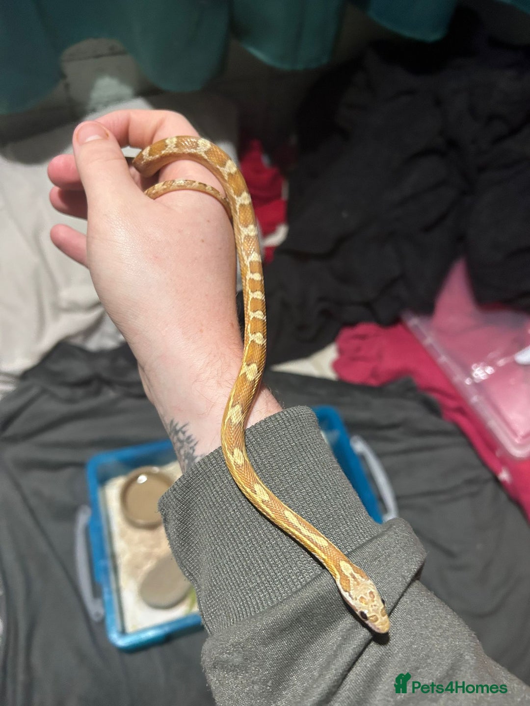 Corn Snake reptiles for sale: Caramel difused cornsnake - Image 3