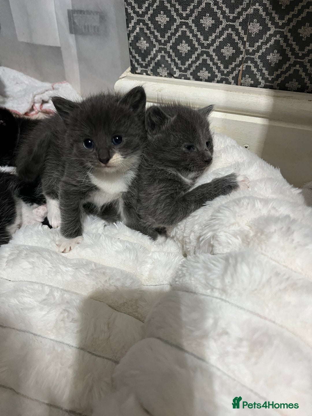 British Shorthair cats for sale: Mix of Persian and domestic short hair kittens - Advert 2