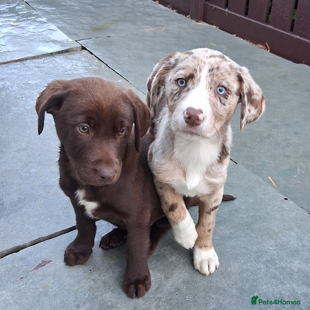 Borador dogs for sale: Chunky Chocolate Puppies  - Image 3