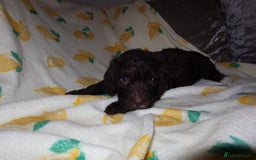 Cockapoo dogs for sale: Beautiful Cockapoo pups - Image 12