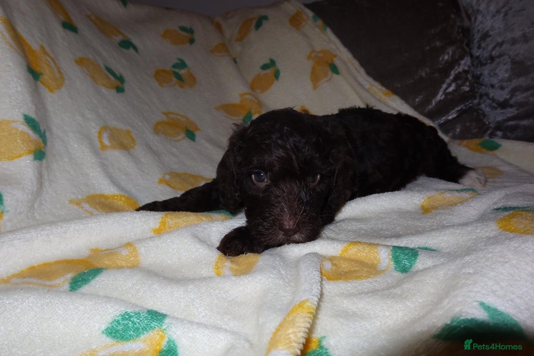 Cockapoo dogs for sale: Beautiful Cockapoo pups - Image 12