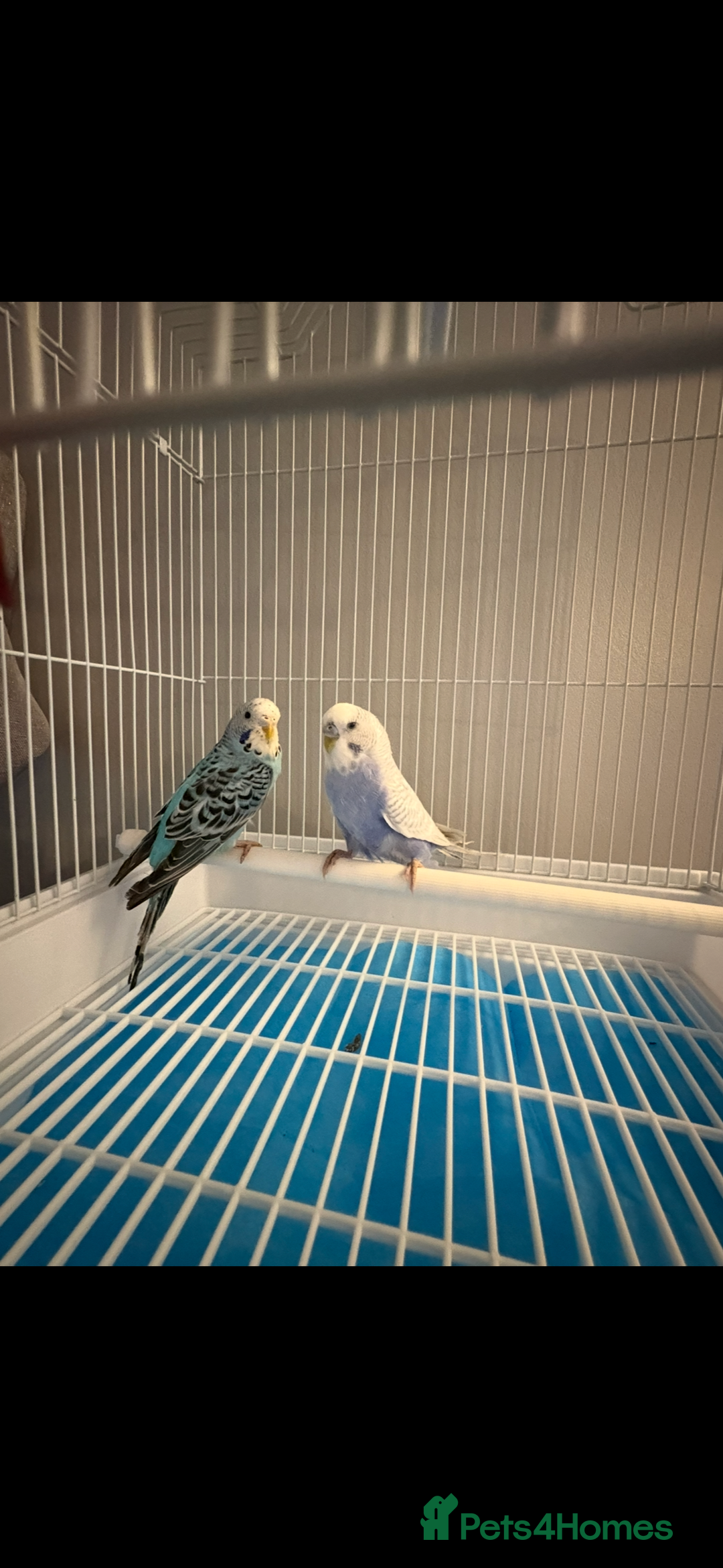 Budgerigars birds for sale: 2 budgies for sale together  - Advert 2