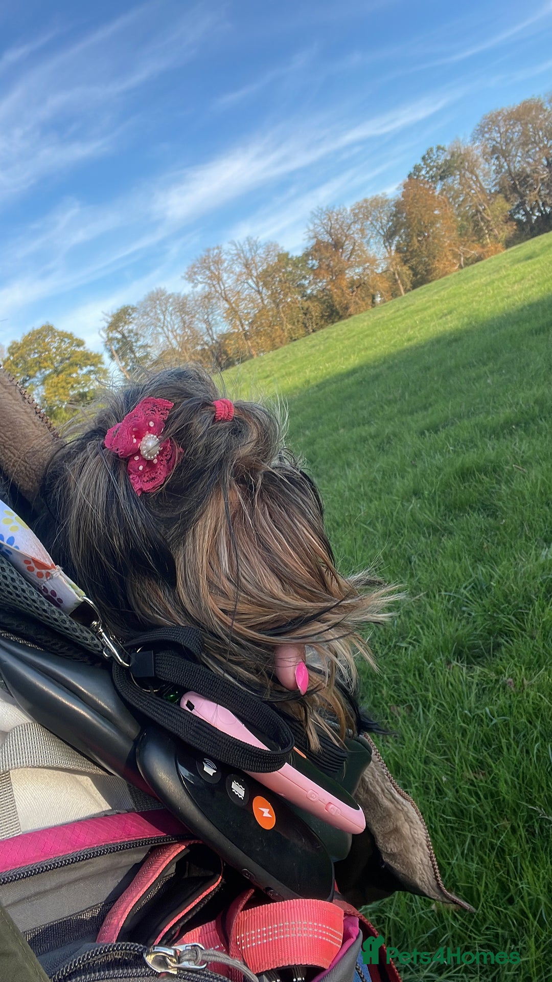 Yorkshire Terrier dogs for sale: Absolutely adorable mini yorkie puppies  - Image 6