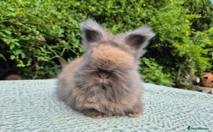 Angora rabbits - Advert 2